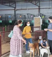 Volunteers caring for rescued stray dogs at an animal shelter